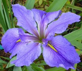 Clyde Redmond Louisiana Iris (Blue Falls and Standards, Gold Signals, Mid Season), Iris x 'Clyde Redmond'
